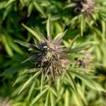 Find the Delta 8 THC Flower Strains: A Handbook for Your New Favorite High