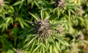 Find the Delta 8 THC Flower Strains: A Handbook for Your New Favorite High