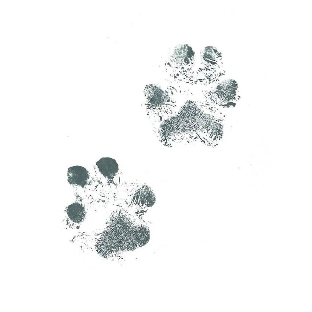 how to get your dog's paw print