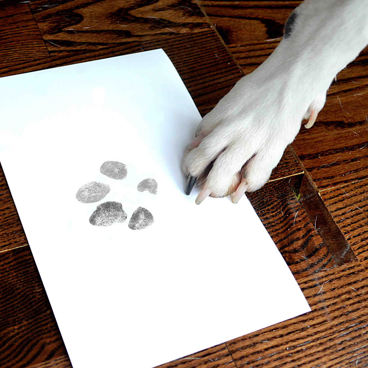 cartoon dog paw print